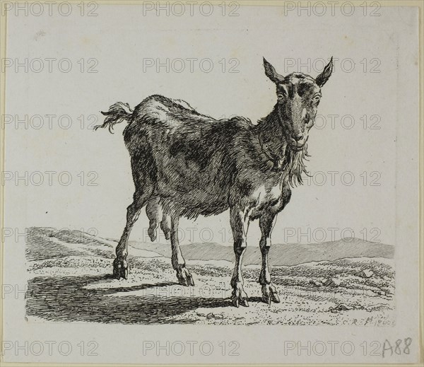 Standing Goat, from Die Zweite Thierfolge, 1800, Johann Christian Reinhart, German, 1761-1847, Germany, Etching on ivory laid paper, 105 x 132 mm (plate), 129 x 148 mm (sheet)
