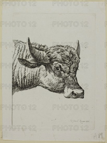 Head of a Buffalo, from Die Zweite Thierfolge, 1800, Johann Christian Reinhart, German, 1761-1847, Germany, Etching in black on ivory laid paper, 147 x 106 mm (plate), 177 x 132 mm (sheet)