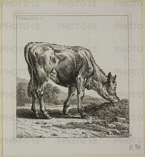 Calf Feeding, from Die Zweite Thierfolge, 1800, Johann Christian Reinhart, German, 1761-1847, Germany, Etching on ivory laid paper, 140 x 129 mm (plate), 168 x 153 mm (sheet)