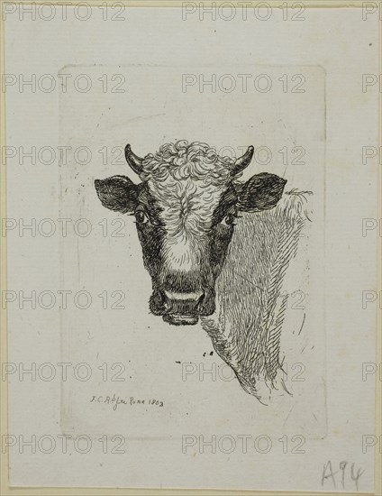 Head of a Young Bull, from Die Zweite Thierfolge, 1803, Johann Christian Reinhart, German, 1761-1847, Germany, Etching on ivory laid paper, 105 x 75 mm (plate), 134 x 105 mm (sheet)
