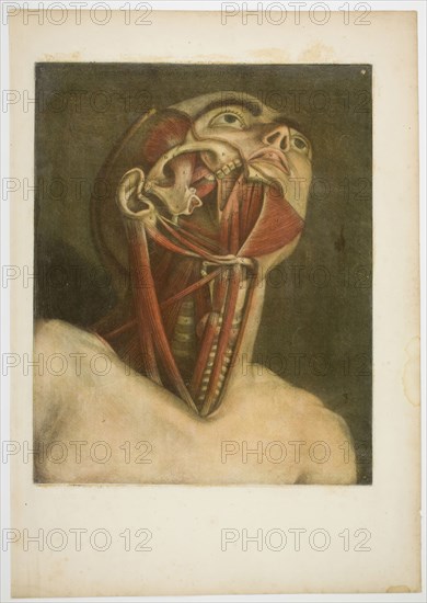Neck Muscles, plate three from Complete musculature in Natural Size and Color, 1746, Jacques Fabien Gautier D’Agoty, French, 1710-1781, France, Color mezzotint with touches of engraving on cream laid paper, varnished, 400 × 320 mm (image/plate), 560 × 392 mm (sheet)