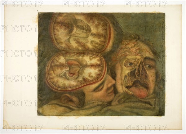 Cranial Dissection, plate five from Anatomy of the Head, in Printed Paintings, 1748, Jacques Fabien Gautier D’Agoty, French, 1710-1781, France, Color mezzotint, with touches of engraving on cream laid paper, varnished, 320 × 400 mm (image/plate), 392 × 560 mm (sheet)