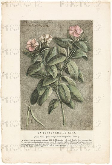 The Periwinkle of Java, from Collection of Usual, Curious, and Foreign Plants, 1767, Jacques Fabien Gautier D’Agoty, French, 1710-1781, France, Color etching, stipple engraving, and roulette, with watercolor (hand coloring), on ivory laid paper with typeset attachment, 293 × 193 mm (plate), 427 × 287 mm (sheet)