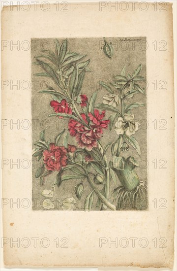 Impatiens, from Collection des plantes usuelles, curieuses, et étrangères, 1767, Jacques Fabien Gautier D’Agoty, French, 1710-1781, France, Engraving, with additions in brush and watercolor, on cream laid paper (discolored to buff), 290 × 195 mm (image/plate), 440 × 290 mm (sheet)