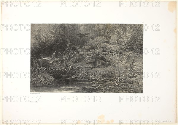 Fox on the Prowl, 1840/49, Karl Bodmer, Swiss, 1809-1893, Switzerland, Lithograph on paper, 182 x 292 mm