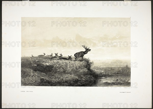 The Morning: Stags and Does, 1858, Karl Bodmer, Swiss, 1809-1893, Switzerland, Tint lithograph on white wove paper, 290 x 461 mm (image), 450 x 630 mm (sheet)