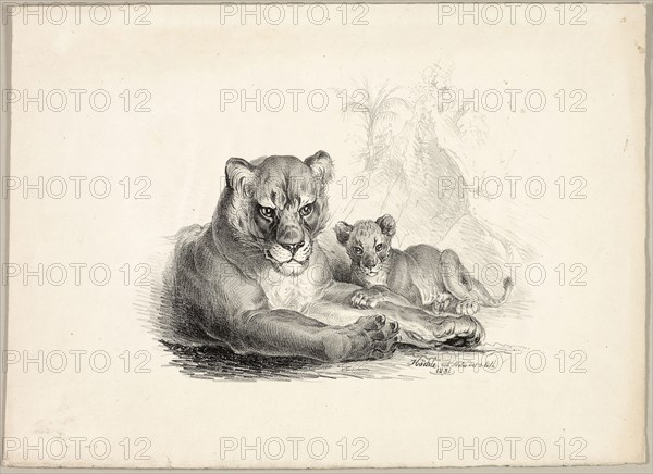Lion with Cubs, 1831, Johann Höchle, German, 1790-1835, Germany, Lithograph on cream wove paper, 285 x 392 mm