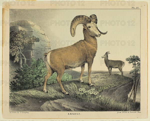 Argali, c. 1830, Thomas Doughty, American, 1793-1856, United States, Color lithograph on cream wove paper, 169 x 216 mm (image), 195 x 241 mm (sheet)