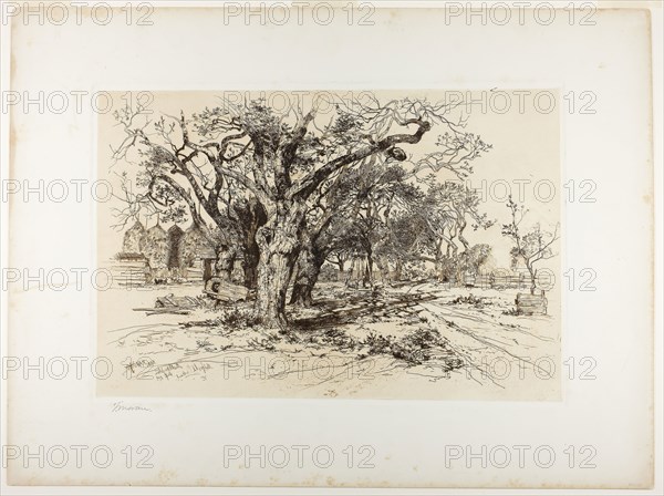 Mulford’s Orchard, Easthampton, 1883, Thomas Moran, American, born England, 1837-1926, United States, Etching in brown, with plate tone, on off-white chine, laid down on white wove card, 290 x 437 mm (chine), 300 x 448 mm (plate), 455 x 609 mm (sheet)