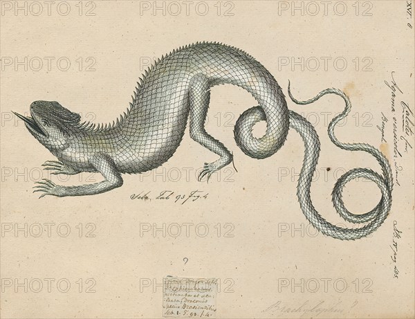 Agama versicolor, Print, 1700-1880
University of Amsterdam