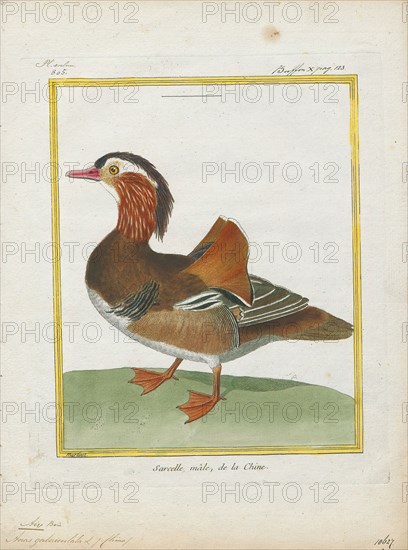 Aix galericulata, Print, The mandarin duck (Aix galericulata) is a perching duck species native to East Asia. It is medium-sized, at 41–49 cm (16–19 in) long with a 65–75 cm (26–30 in) wingspan. It is closely related to the North American wood duck, the only other member of the genus Aix. Aix is an Ancient Greek word which was used by Aristotle to refer to an unknown diving bird, and galericulata is the Latin for a wig, derived from galerum, a cap or bonnet., 1700-1880
University of Amsterdam