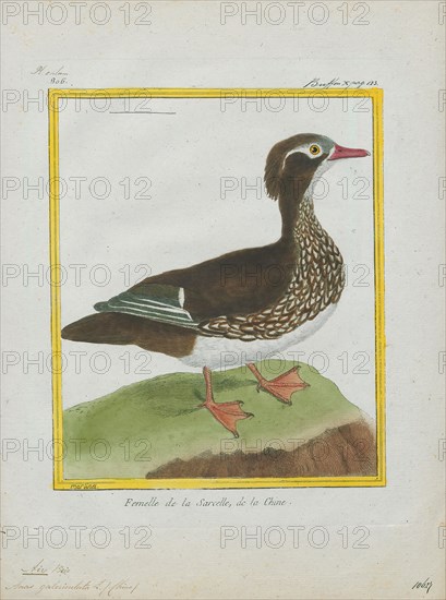 Aix galericulata, Print, The mandarin duck (Aix galericulata) is a perching duck species native to East Asia. It is medium-sized, at 41–49 cm (16–19 in) long with a 65–75 cm (26–30 in) wingspan. It is closely related to the North American wood duck, the only other member of the genus Aix. Aix is an Ancient Greek word which was used by Aristotle to refer to an unknown diving bird, and galericulata is the Latin for a wig, derived from galerum, a cap or bonnet., 1700-1880
University of Amsterdam