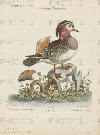 Aix galericulata, Print, The mandarin duck (Aix galericulata) is a perching duck species native to East Asia. It is medium-sized, at 41–49 cm (16–19 in) long with a 65–75 cm (26–30 in) wingspan. It is closely related to the North American wood duck, the only other member of the genus Aix. Aix is an Ancient Greek word which was used by Aristotle to refer to an unknown diving bird, and galericulata is the Latin for a wig, derived from galerum, a cap or bonnet., 1700-1880
University of Amsterdam