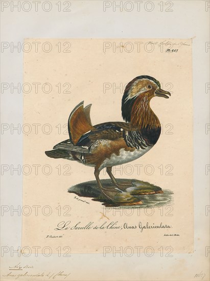 Aix galericulata, Print, The mandarin duck (Aix galericulata) is a perching duck species native to East Asia. It is medium-sized, at 41–49 cm (16–19 in) long with a 65–75 cm (26–30 in) wingspan. It is closely related to the North American wood duck, the only other member of the genus Aix. Aix is an Ancient Greek word which was used by Aristotle to refer to an unknown diving bird, and galericulata is the Latin for a wig, derived from galerum, a cap or bonnet., 1825-1834
University of Amsterdam