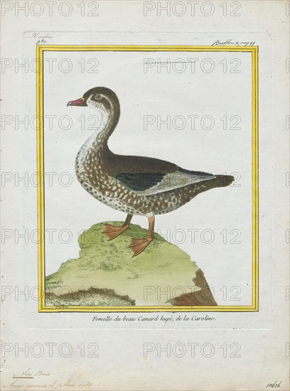 Aix sponsa, Print, The wood duck or Carolina duck (Aix sponsa) is a species of perching duck found in North America. It is one of the most colorful North American waterfowl., 1700-1880
University of Amsterdam