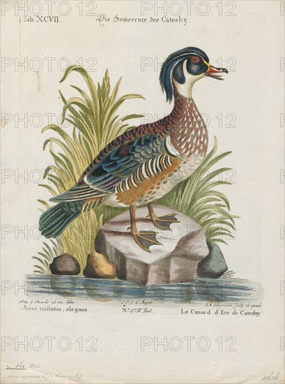 Aix sponsa, Print, The wood duck or Carolina duck (Aix sponsa) is a species of perching duck found in North America. It is one of the most colorful North American waterfowl., 1700-1880
University of Amsterdam