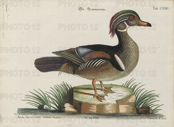 Aix sponsa, Print, The wood duck or Carolina duck (Aix sponsa) is a species of perching duck found in North America. It is one of the most colorful North American waterfowl., 1700-1880
University of Amsterdam