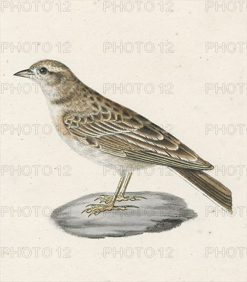 Alauda calandrella, Print, Alauda is a genus of larks found across much of Europe, Asia and in the mountains of north Africa, and one of the species (the Raso lark) endemic to the islet of Raso in the Cape Verde Islands. Further, at least two additional species are known from the fossil record. The current genus name is from Latin alauda, "lark". Pliny the Elder thought the word was originally of Celtic origin., 1700-1880
University of Amsterdam