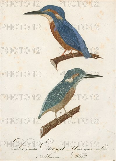 Alcedo ispida, Print, The common kingfisher (Alcedo atthis) also known as the Eurasian kingfisher, and river kingfisher, is a small kingfisher with seven subspecies recognized within its wide distribution across Eurasia and North Africa. It is resident in much of its range, but migrates from areas where rivers freeze in winter., 1800-1812
University of Amsterdam