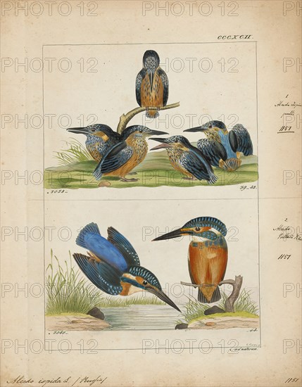 Alcedo ispida, Print, The common kingfisher (Alcedo atthis) also known as the Eurasian kingfisher, and river kingfisher, is a small kingfisher with seven subspecies recognized within its wide distribution across Eurasia and North Africa. It is resident in much of its range, but migrates from areas where rivers freeze in winter., 1820-1863
University of Amsterdam
