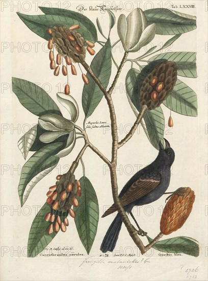 Amadina fimbriata, Print, Amadina is a genus of estrildid finches. Established by William John Swainson in 1827, 1700-1880
University of Amsterdam