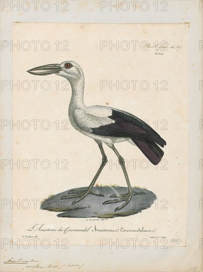 Anastomus oscitans, Print, The Asian openbill or Asian openbill stork (Anastomus oscitans) is a large wading bird in the stork family Ciconiidae. This distinctive stork is found mainly in the Indian subcontinent and Southeast Asia. It is greyish or white with glossy black wings and tail and the adults have a gap between the arched upper mandible and recurved lower mandible. Young birds are born without this gap which is thought to be an adaptation that aids in the handling of snails, their main prey. Although resident within their range, they make long distance movements in response to weather and food availability., 1825-1834
University of Amsterdam