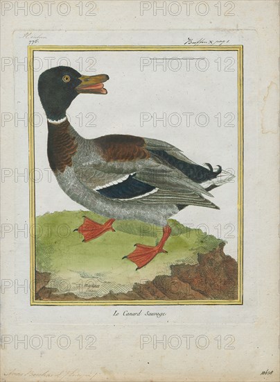 Anas boschas, Print, The mallard (Anas platyrhynchos) is a dabbling duck that breeds throughout the temperate and subtropical Americas, Eurasia, and North Africa and has been introduced to New Zealand, Australia, Peru, Brazil, Uruguay, Argentina, Chile, Colombia, the Falkland Islands, and South Africa. This duck belongs to the subfamily Anatinae of the waterfowl family Anatidae. The male birds (drakes) have a glossy green head and are grey on their wings and belly, while the females (hens or ducks) have mainly brown-speckled plumage. Both sexes have an area of white-bordered black or iridescent blue feathers called a speculum on their wings; males especially tend to have blue speculum feathers. The mallard is 50–65 cm (20–26 in) long, of which the body makes up around two-thirds the length. The wingspan is 81–98 cm (32–39 in) and the bill is 4.4 to 6.1 cm (1.7 to 2.4 in) long. It is often slightly heavier than most other dabbling ducks, weighing 0.72–1.58 kg (1.6–3.5 lb). Mallards live...