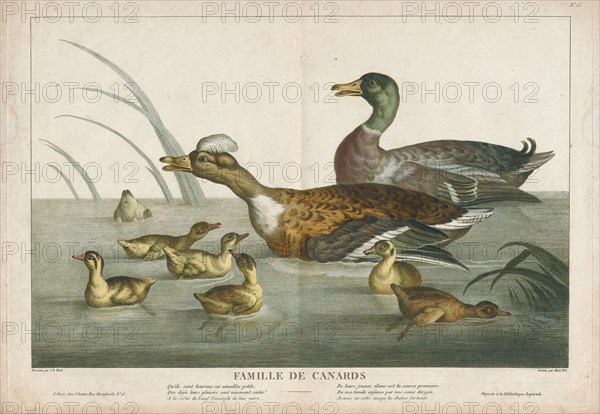 Anas boschas, Print, The mallard (Anas platyrhynchos) is a dabbling duck that breeds throughout the temperate and subtropical Americas, Eurasia, and North Africa and has been introduced to New Zealand, Australia, Peru, Brazil, Uruguay, Argentina, Chile, Colombia, the Falkland Islands, and South Africa. This duck belongs to the subfamily Anatinae of the waterfowl family Anatidae. The male birds (drakes) have a glossy green head and are grey on their wings and belly, while the females (hens or ducks) have mainly brown-speckled plumage. Both sexes have an area of white-bordered black or iridescent blue feathers called a speculum on their wings; males especially tend to have blue speculum feathers. The mallard is 50–65 cm (20–26 in) long, of which the body makes up around two-thirds the length. The wingspan is 81–98 cm (32–39 in) and the bill is 4.4 to 6.1 cm (1.7 to 2.4 in) long. It is often slightly heavier than most other dabbling ducks, weighing 0.72–1.58 kg (1.6–3.5 lb). Mallards live...