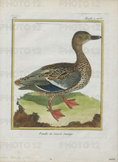 Anas boschas, Print, The mallard (Anas platyrhynchos) is a dabbling duck that breeds throughout the temperate and subtropical Americas, Eurasia, and North Africa and has been introduced to New Zealand, Australia, Peru, Brazil, Uruguay, Argentina, Chile, Colombia, the Falkland Islands, and South Africa. This duck belongs to the subfamily Anatinae of the waterfowl family Anatidae. The male birds (drakes) have a glossy green head and are grey on their wings and belly, while the females (hens or ducks) have mainly brown-speckled plumage. Both sexes have an area of white-bordered black or iridescent blue feathers called a speculum on their wings; males especially tend to have blue speculum feathers. The mallard is 50–65 cm (20–26 in) long, of which the body makes up around two-thirds the length. The wingspan is 81–98 cm (32–39 in) and the bill is 4.4 to 6.1 cm (1.7 to 2.4 in) long. It is often slightly heavier than most other dabbling ducks, weighing 0.72–1.58 kg (1.6–3.5 lb). Mallards live...