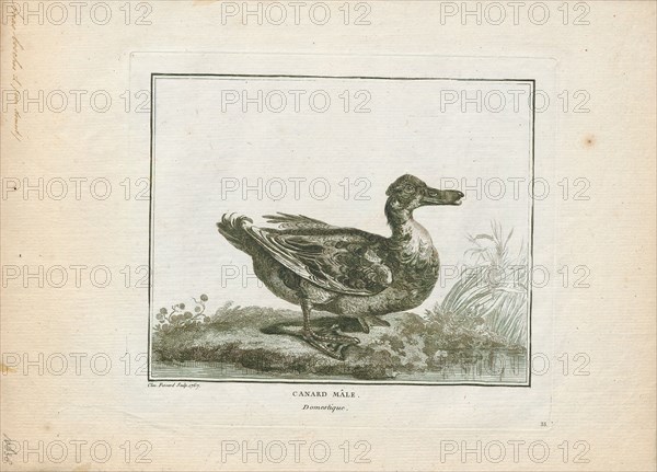 Anas boschas, Print, The mallard (Anas platyrhynchos) is a dabbling duck that breeds throughout the temperate and subtropical Americas, Eurasia, and North Africa and has been introduced to New Zealand, Australia, Peru, Brazil, Uruguay, Argentina, Chile, Colombia, the Falkland Islands, and South Africa. This duck belongs to the subfamily Anatinae of the waterfowl family Anatidae. The male birds (drakes) have a glossy green head and are grey on their wings and belly, while the females (hens or ducks) have mainly brown-speckled plumage. Both sexes have an area of white-bordered black or iridescent blue feathers called a speculum on their wings; males especially tend to have blue speculum feathers. The mallard is 50–65 cm (20–26 in) long, of which the body makes up around two-thirds the length. The wingspan is 81–98 cm (32–39 in) and the bill is 4.4 to 6.1 cm (1.7 to 2.4 in) long. It is often slightly heavier than most other dabbling ducks, weighing 0.72–1.58 kg (1.6–3.5 lb). Mallards live...