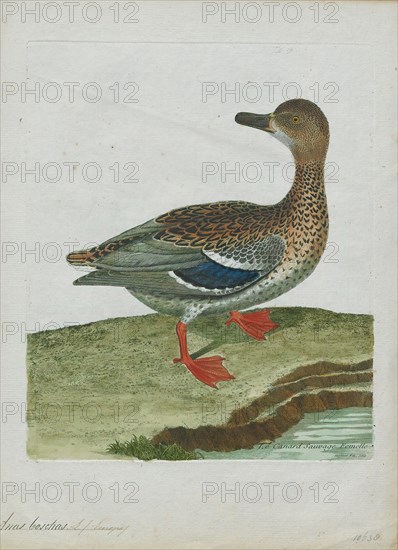 Anas boschas, Print, The mallard (Anas platyrhynchos) is a dabbling duck that breeds throughout the temperate and subtropical Americas, Eurasia, and North Africa and has been introduced to New Zealand, Australia, Peru, Brazil, Uruguay, Argentina, Chile, Colombia, the Falkland Islands, and South Africa. This duck belongs to the subfamily Anatinae of the waterfowl family Anatidae. The male birds (drakes) have a glossy green head and are grey on their wings and belly, while the females (hens or ducks) have mainly brown-speckled plumage. Both sexes have an area of white-bordered black or iridescent blue feathers called a speculum on their wings; males especially tend to have blue speculum feathers. The mallard is 50–65 cm (20–26 in) long, of which the body makes up around two-thirds the length. The wingspan is 81–98 cm (32–39 in) and the bill is 4.4 to 6.1 cm (1.7 to 2.4 in) long. It is often slightly heavier than most other dabbling ducks, weighing 0.72–1.58 kg (1.6–3.5 lb). Mallards live...
