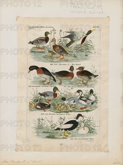 Anas boschas, Print, The mallard (Anas platyrhynchos) is a dabbling duck that breeds throughout the temperate and subtropical Americas, Eurasia, and North Africa and has been introduced to New Zealand, Australia, Peru, Brazil, Uruguay, Argentina, Chile, Colombia, the Falkland Islands, and South Africa. This duck belongs to the subfamily Anatinae of the waterfowl family Anatidae. The male birds (drakes) have a glossy green head and are grey on their wings and belly, while the females (hens or ducks) have mainly brown-speckled plumage. Both sexes have an area of white-bordered black or iridescent blue feathers called a speculum on their wings; males especially tend to have blue speculum feathers. The mallard is 50–65 cm (20–26 in) long, of which the body makes up around two-thirds the length. The wingspan is 81–98 cm (32–39 in) and the bill is 4.4 to 6.1 cm (1.7 to 2.4 in) long. It is often slightly heavier than most other dabbling ducks, weighing 0.72–1.58 kg (1.6–3.5 lb). Mallards live...