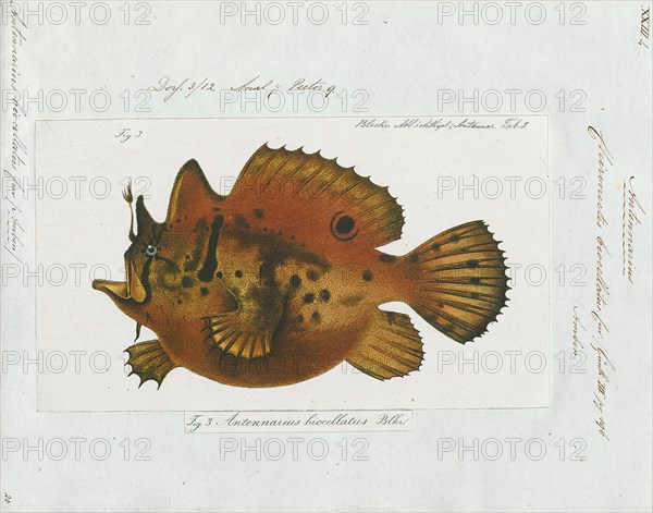 Antennarius biocellatus, Print, Toadfish, 1700-1880
University of Amsterdam