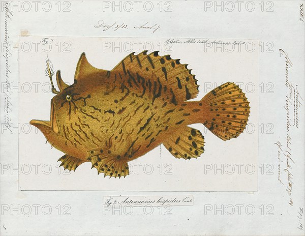Antennarius hispidus, Print, The shaggy frogfish (Antennarius hispidus), is a marine fish in the family Antennariidae., 1700-1880
University of Amsterdam