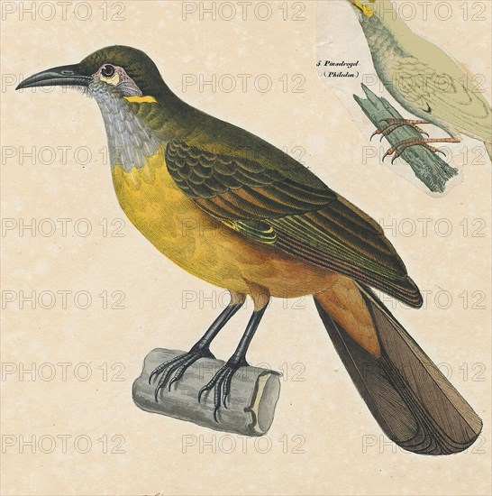 Anthochaera chrysotis, Print, Anthochaera is a genus of birds in the honeyeater family. The species are native to Australia and include the little wattlebird, the red wattlebird, the western wattlebird, and the yellow wattlebird. Recent evidence suggests the regent honeyeater belongs in this genus., 1825-1839
University of Amsterdam