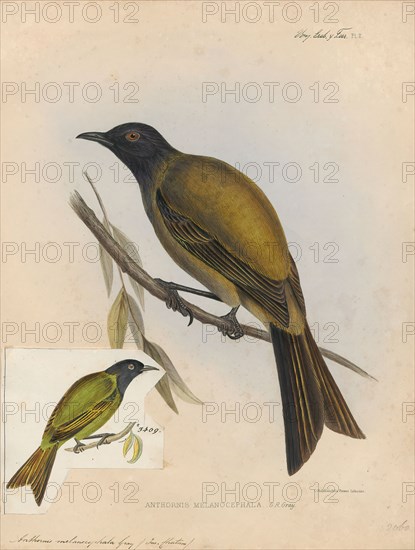 Anthornis melanocephala, Print, The Chatham bellbird (Anthornis melanocephala) is an extinct species of bird in the family Meliphagidae. It was endemic to the Chatham Islands., 1845-1848
University of Amsterdam