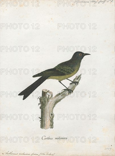 Anthornis melanura, Print, The New Zealand bellbird (Anthornis melanura), also known by its Maori names korimako and makomako, is a passerine bird endemic to New Zealand. It has greenish colouration and is the only living member of the genus Anthornis. The bellbird forms a significant component of the famed New Zealand dawn chorus of bird song that was much noted by early European settlers. The explorer Captain Cook wrote of its song "it seemed to be like small bells most exquisitely tuned". Its bell-like song is sometimes confused with that of the tui. The species is common across much of New Zealand and its offshore islands as well as the Auckland Islands., 1786-1789
University of Amsterdam