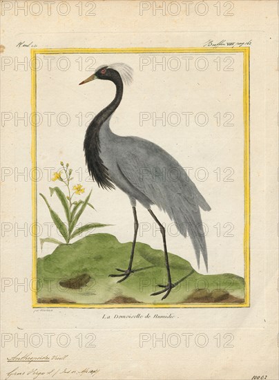 Anthropoides virgo, Print, The demoiselle crane (Grus virgo) is a species of crane found in central Eurasia, ranging from the Black Sea to Mongolia and North Eastern China. There is also a small breeding population in Turkey. These cranes are migratory birds. Birds from western Eurasia will spend the winter in Africa whilst the birds from Asia, Mongolia and China will spend the winter in the Indian subcontinent. The bird is symbolically significant in the Culture of India and Pakistan, where it is known as Koonj., 1700-1880
University of Amsterdam