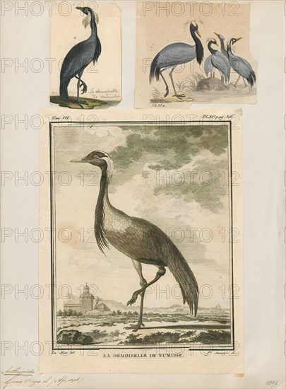 Anthropoides virgo, Print, The demoiselle crane (Grus virgo) is a species of crane found in central Eurasia, ranging from the Black Sea to Mongolia and North Eastern China. There is also a small breeding population in Turkey. These cranes are migratory birds. Birds from western Eurasia will spend the winter in Africa whilst the birds from Asia, Mongolia and China will spend the winter in the Indian subcontinent. The bird is symbolically significant in the Culture of India and Pakistan, where it is known as Koonj., 1700-1880
University of Amsterdam