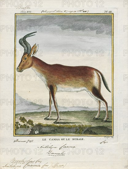 Antilope caama, Print, Blackbuck, The blackbuck (Antilope cervicapra), also known as the Indian antelope, is an antelope found in India, Nepal, and Pakistan. The blackbuck is the sole extant member of the genus Antilope. The species was described and given its binomial name by Swedish zoologist Carl Linnaeus in 1758. Two subspecies are recognized. It stands up to 74 to 84 cm (29 to 33 in) high at the shoulder. Males weigh 20–57 kg (44–126 lb), an average of 38 kilograms (84 lb). Females are lighter, weighing 20–33 kg (44–73 lb) or 27 kg (60 lb) on average. The long, ringed horns, 35–75 cm (14–30 in) long, are generally present only on males, though females may develop horns, as well. The white fur on the chin and around the eyes is in sharp contrast with the black stripes on the face. The coats of males show two-tone colouration; while the upper parts and outsides of the legs are dark brown to black, the underparts and the insides of the legs are all white. However, females and juvenil...