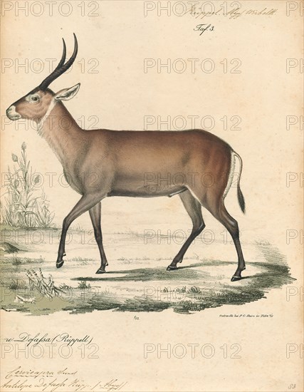 Antilope defassa, Print, Blackbuck, The blackbuck (Antilope cervicapra), also known as the Indian antelope, is an antelope found in India, Nepal, and Pakistan. The blackbuck is the sole extant member of the genus Antilope. The species was described and given its binomial name by Swedish zoologist Carl Linnaeus in 1758. Two subspecies are recognized. It stands up to 74 to 84 cm (29 to 33 in) high at the shoulder. Males weigh 20–57 kg (44–126 lb), an average of 38 kilograms (84 lb). Females are lighter, weighing 20–33 kg (44–73 lb) or 27 kg (60 lb) on average. The long, ringed horns, 35–75 cm (14–30 in) long, are generally present only on males, though females may develop horns, as well. The white fur on the chin and around the eyes is in sharp contrast with the black stripes on the face. The coats of males show two-tone colouration; while the upper parts and outsides of the legs are dark brown to black, the underparts and the insides of the legs are all white. However, females and juven...