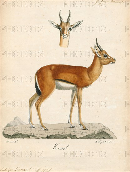 Antilope dorcas, Print, Blackbuck, The blackbuck (Antilope cervicapra), also known as the Indian antelope, is an antelope found in India, Nepal, and Pakistan. The blackbuck is the sole extant member of the genus Antilope. The species was described and given its binomial name by Swedish zoologist Carl Linnaeus in 1758. Two subspecies are recognized. It stands up to 74 to 84 cm (29 to 33 in) high at the shoulder. Males weigh 20–57 kg (44–126 lb), an average of 38 kilograms (84 lb). Females are lighter, weighing 20–33 kg (44–73 lb) or 27 kg (60 lb) on average. The long, ringed horns, 35–75 cm (14–30 in) long, are generally present only on males, though females may develop horns, as well. The white fur on the chin and around the eyes is in sharp contrast with the black stripes on the face. The coats of males show two-tone colouration; while the upper parts and outsides of the legs are dark brown to black, the underparts and the insides of the legs are all white. However, females and juveni...