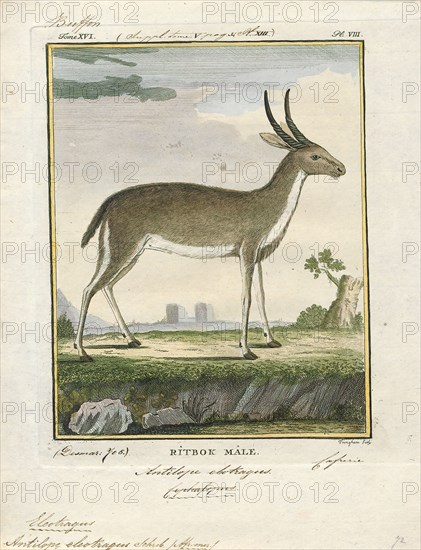Antilope eleotragus, Print, Blackbuck, The blackbuck (Antilope cervicapra), also known as the Indian antelope, is an antelope found in India, Nepal, and Pakistan. The blackbuck is the sole extant member of the genus Antilope. The species was described and given its binomial name by Swedish zoologist Carl Linnaeus in 1758. Two subspecies are recognized. It stands up to 74 to 84 cm (29 to 33 in) high at the shoulder. Males weigh 20–57 kg (44–126 lb), an average of 38 kilograms (84 lb). Females are lighter, weighing 20–33 kg (44–73 lb) or 27 kg (60 lb) on average. The long, ringed horns, 35–75 cm (14–30 in) long, are generally present only on males, though females may develop horns, as well. The white fur on the chin and around the eyes is in sharp contrast with the black stripes on the face. The coats of males show two-tone colouration; while the upper parts and outsides of the legs are dark brown to black, the underparts and the insides of the legs are all white. However, females and ju...