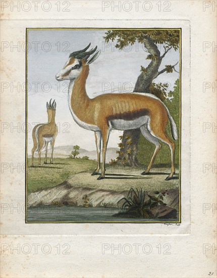 Antilope euchore, Print, Blackbuck, The blackbuck (Antilope cervicapra), also known as the Indian antelope, is an antelope found in India, Nepal, and Pakistan. The blackbuck is the sole extant member of the genus Antilope. The species was described and given its binomial name by Swedish zoologist Carl Linnaeus in 1758. Two subspecies are recognized. It stands up to 74 to 84 cm (29 to 33 in) high at the shoulder. Males weigh 20–57 kg (44–126 lb), an average of 38 kilograms (84 lb). Females are lighter, weighing 20–33 kg (44–73 lb) or 27 kg (60 lb) on average. The long, ringed horns, 35–75 cm (14–30 in) long, are generally present only on males, though females may develop horns, as well. The white fur on the chin and around the eyes is in sharp contrast with the black stripes on the face. The coats of males show two-tone colouration; while the upper parts and outsides of the legs are dark brown to black, the underparts and the insides of the legs are all white. However, females and juven...