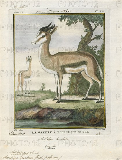 Antilope euchore, Print, Blackbuck, The blackbuck (Antilope cervicapra), also known as the Indian antelope, is an antelope found in India, Nepal, and Pakistan. The blackbuck is the sole extant member of the genus Antilope. The species was described and given its binomial name by Swedish zoologist Carl Linnaeus in 1758. Two subspecies are recognized. It stands up to 74 to 84 cm (29 to 33 in) high at the shoulder. Males weigh 20–57 kg (44–126 lb), an average of 38 kilograms (84 lb). Females are lighter, weighing 20–33 kg (44–73 lb) or 27 kg (60 lb) on average. The long, ringed horns, 35–75 cm (14–30 in) long, are generally present only on males, though females may develop horns, as well. The white fur on the chin and around the eyes is in sharp contrast with the black stripes on the face. The coats of males show two-tone colouration; while the upper parts and outsides of the legs are dark brown to black, the underparts and the insides of the legs are all white. However, females and juven...