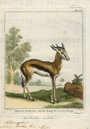 Antilope euchore, Print, Blackbuck, The blackbuck (Antilope cervicapra), also known as the Indian antelope, is an antelope found in India, Nepal, and Pakistan. The blackbuck is the sole extant member of the genus Antilope. The species was described and given its binomial name by Swedish zoologist Carl Linnaeus in 1758. Two subspecies are recognized. It stands up to 74 to 84 cm (29 to 33 in) high at the shoulder. Males weigh 20–57 kg (44–126 lb), an average of 38 kilograms (84 lb). Females are lighter, weighing 20–33 kg (44–73 lb) or 27 kg (60 lb) on average. The long, ringed horns, 35–75 cm (14–30 in) long, are generally present only on males, though females may develop horns, as well. The white fur on the chin and around the eyes is in sharp contrast with the black stripes on the face. The coats of males show two-tone colouration; while the upper parts and outsides of the legs are dark brown to black, the underparts and the insides of the legs are all white. However, females and juven...