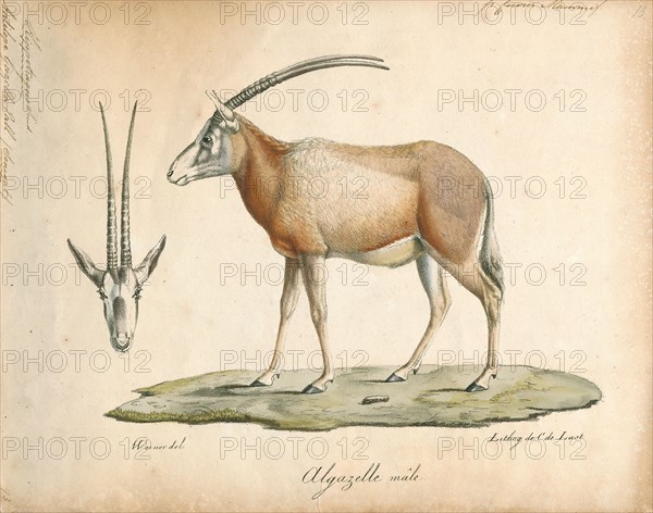 Antilope gazella, Print, Blackbuck, The blackbuck (Antilope cervicapra), also known as the Indian antelope, is an antelope found in India, Nepal, and Pakistan. The blackbuck is the sole extant member of the genus Antilope. The species was described and given its binomial name by Swedish zoologist Carl Linnaeus in 1758. Two subspecies are recognized. It stands up to 74 to 84 cm (29 to 33 in) high at the shoulder. Males weigh 20–57 kg (44–126 lb), an average of 38 kilograms (84 lb). Females are lighter, weighing 20–33 kg (44–73 lb) or 27 kg (60 lb) on average. The long, ringed horns, 35–75 cm (14–30 in) long, are generally present only on males, though females may develop horns, as well. The white fur on the chin and around the eyes is in sharp contrast with the black stripes on the face. The coats of males show two-tone colouration; while the upper parts and outsides of the legs are dark brown to black, the underparts and the insides of the legs are all white. However, females and juven...