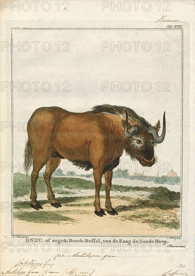 Antilope gnu, Print, The black wildebeest or white-tailed gnu (Connochaetes gnou) is one of the two closely related wildebeest species. It is a member of the genus Connochaetes and family Bovidae. It was first described in 1780 by Eberhard August Wilhelm von Zimmermann. The black wildebeest is typically 170–220 cm (67–87 in) in head-and-body length, and the typical weight is 110–180 kg (240–400 lb). Males stand about 111–121 cm (44–48 in) at the shoulder, while the height of the females is 106–116 cm (42–46 in). The black wildebeest is characterised by its white, long, horse-like tail. It also has a dark brown to black coat and long, dark-coloured hair between its forelegs and under its belly., 1700-1880
University of Amsterdam