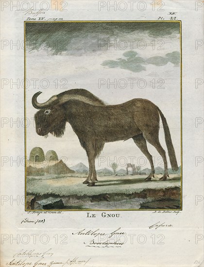 Antilope gnu, Print, The black wildebeest or white-tailed gnu (Connochaetes gnou) is one of the two closely related wildebeest species. It is a member of the genus Connochaetes and family Bovidae. It was first described in 1780 by Eberhard August Wilhelm von Zimmermann. The black wildebeest is typically 170–220 cm (67–87 in) in head-and-body length, and the typical weight is 110–180 kg (240–400 lb). Males stand about 111–121 cm (44–48 in) at the shoulder, while the height of the females is 106–116 cm (42–46 in). The black wildebeest is characterised by its white, long, horse-like tail. It also has a dark brown to black coat and long, dark-coloured hair between its forelegs and under its belly., 1700-1880
University of Amsterdam