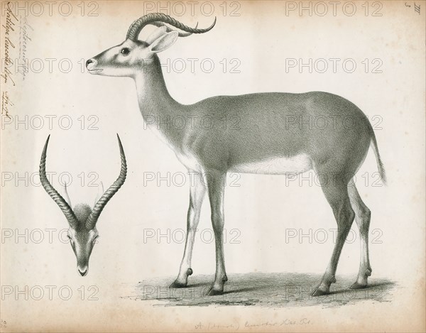 Antilope leucotis, Print, Blackbuck, The blackbuck (Antilope cervicapra), also known as the Indian antelope, is an antelope found in India, Nepal, and Pakistan. The blackbuck is the sole extant member of the genus Antilope. The species was described and given its binomial name by Swedish zoologist Carl Linnaeus in 1758. Two subspecies are recognized. It stands up to 74 to 84 cm (29 to 33 in) high at the shoulder. Males weigh 20–57 kg (44–126 lb), an average of 38 kilograms (84 lb). Females are lighter, weighing 20–33 kg (44–73 lb) or 27 kg (60 lb) on average. The long, ringed horns, 35–75 cm (14–30 in) long, are generally present only on males, though females may develop horns, as well. The white fur on the chin and around the eyes is in sharp contrast with the black stripes on the face. The coats of males show two-tone colouration; while the upper parts and outsides of the legs are dark brown to black, the underparts and the insides of the legs are all white. However, females and juve...